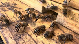 Honey Bees Fanning the Entrance to Cool the Colony on a Hot Summer Day - Beekeeping - August 6, 2023 by Jagoe