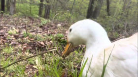Satoshi the Jumbo Pekin Duck - Grazing in the Backyard - May 3, 2023 by Jagoe