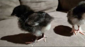 A Couple of Black Copper Maran Chicks Exploring the Couch - A Growing Flock - Baby Chickens by Jagoe