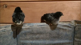 Four Black Copper Maran Chicks Practicing Their Perching Skills - A Growing Flock - Baby Chickens by Jagoe