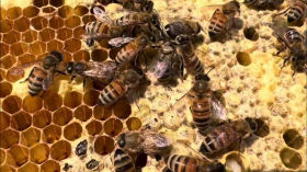 Birth of a Bee - Adult Honey Bee Emerges from Cell and Mingles with the Colony - Nature Video - Bees by Jagoe