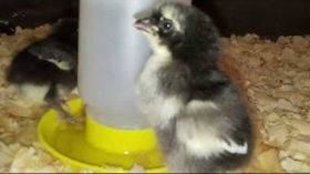 Black Copper Maran Chicks Enjoying a Drink of Water from the Chick Fountain - A Growing Flock by Jagoe