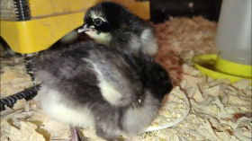 First Look at the Black Copper Maran Baby Chicks - Eating, Drinking and Exploring - A Growing Flock by Jagoe