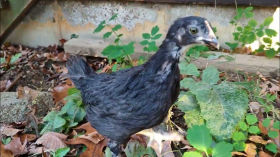 One Month Old Black Copper Maran Chick Experiences Outdoors - A Growing Flock - Baby Chickens by Jagoe