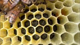 Sign of Laying Worker Bees in a Hive - Identifying a Queenless Colony - Egg Check - Beekeeping 101 by Jagoe