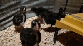 Four Black Copper Maran Chicks Eating Crumble and Drinking Water - A Growing Flock - Baby Chickens by Jagoe